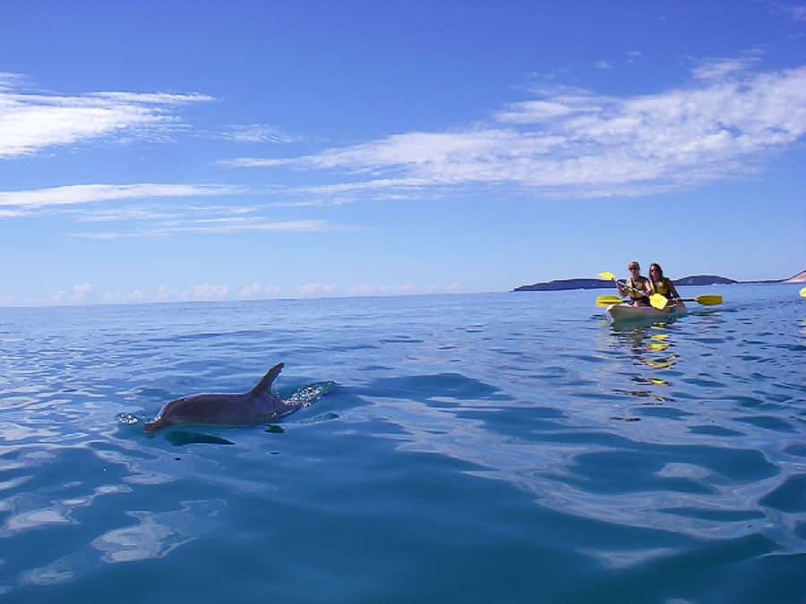 Noosa: Epic Ocean Kayak with Dolphins & 4WD Beach Adventure - Kayaking with dolphins, turtles, and whales