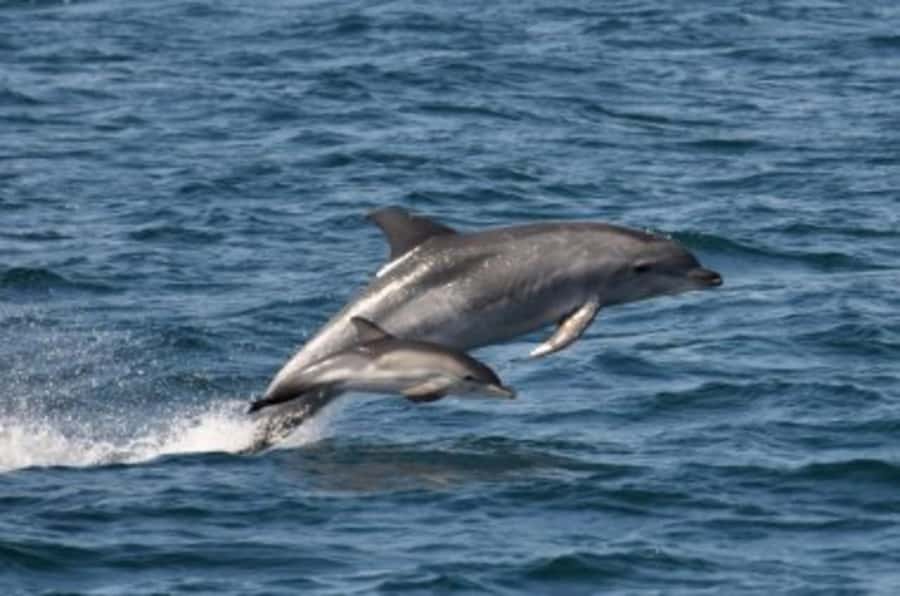 Noosa: National Park and Dolphin Watching Safari - Listening to dolphin songs through the hydrophone