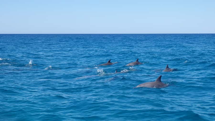 Noosa: Noosa Ocean Adventure with Dolphin Watching - What the Noosa Thriller experience is really like