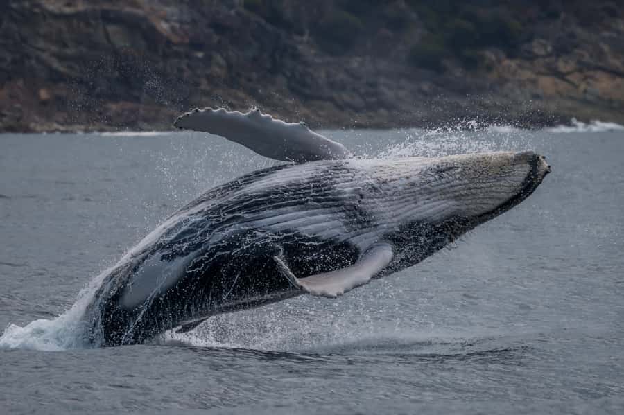 Noosa: Noosa Ocean Adventure with Dolphin Watching - What the guides add to the trip