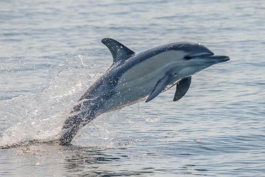 Noosa: Noosa Ocean Adventure with Dolphin Watching - Is $63 good value?