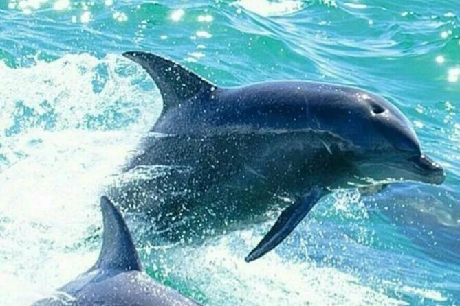 Noosa ocean adventure & Dolphin safari. - Noosa National Park from the water