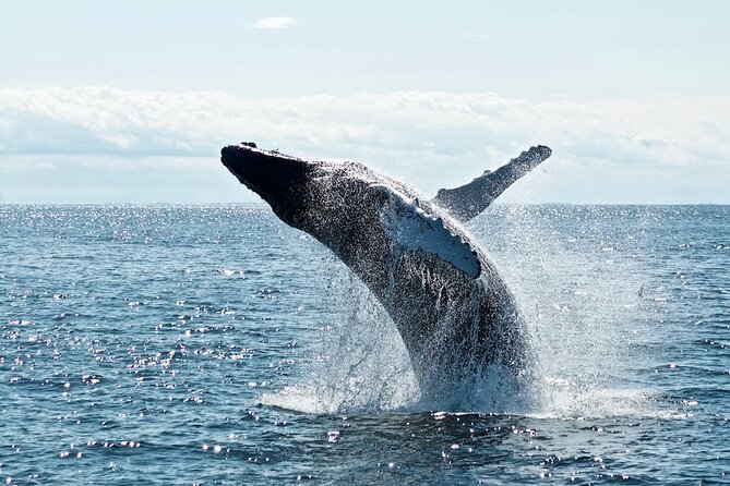 Noosa Ocean Adventures: Dolphins - Hell’s Gates and the open-water thrill