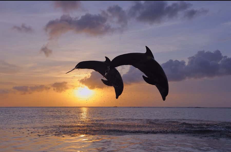 North Bali: Dolphin, Ulun Danu Temple, & Banyumala Waterfall - Is $57 good value?