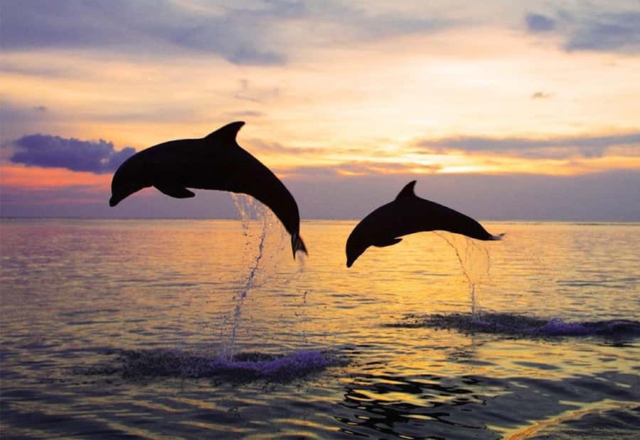 North Bali: Dolphin, Ulun Danu Temple, & Banyumala Waterfall - Lovina Beach: sunrise, small boats, and wild dolphins