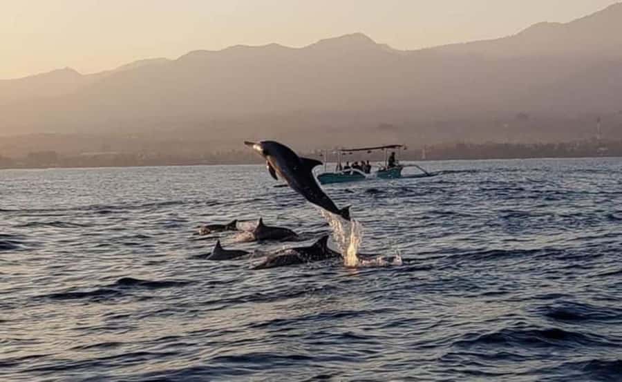 North Bali : Sunrise Dolphin Trip at Lovina Beach - Aling-Aling Waterfall: A More Active Add-On