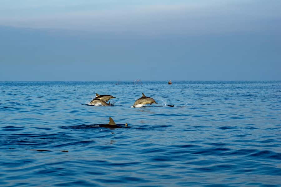 North Bali: Sunrise Tour with Dolphins, Waterfalls & Temples - Why this North Bali day works