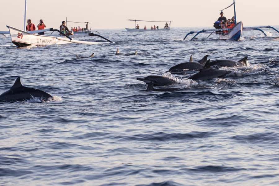North Bali: Sunrise Tour with Dolphins, Waterfalls & Temples - Private transport, small groups, and premium extras