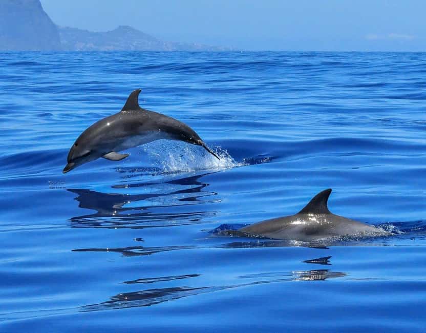North Coast Dolphins Sunrise Adventure Tour - The swim and snorkeling stop