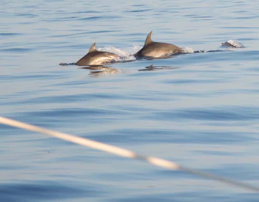 North Coast Dolphins Sunrise Adventure Tour - What the small group changes