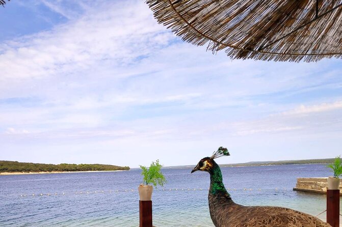 NP Brijuni Island Swimming & Dolphin Watching Sunset Cruise - St. Jerolim Island gives you real time to swim
