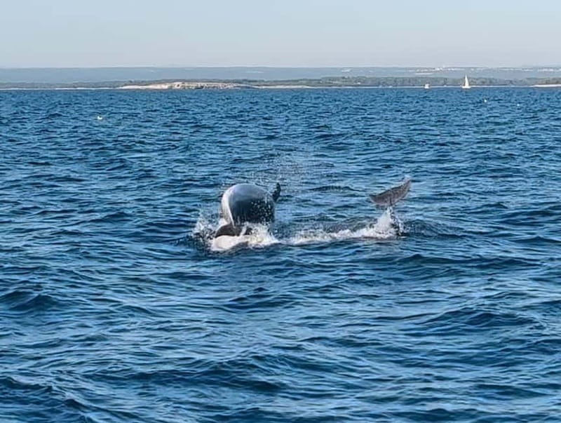NP Brijuni Island Swimming & Dolphin Watching Sunset Cruise - Should you book the Brijuni sunset cruise?