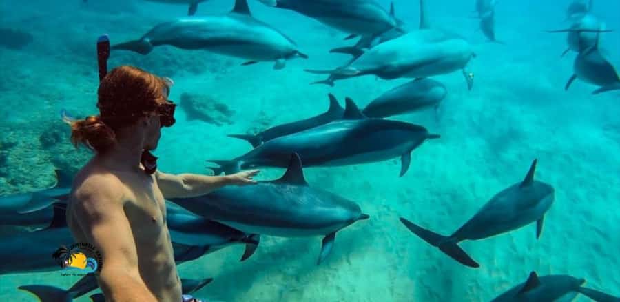 Nungwi: Mnemba Atoll Dolphins Tour with Snacks | Half-day - Key points before you book