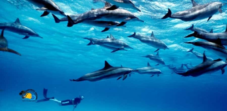 Nungwi: Mnemba Atoll Dolphins Tour with Snacks | Half-day - Snorkeling over Mnemba Atoll’s coral reefs