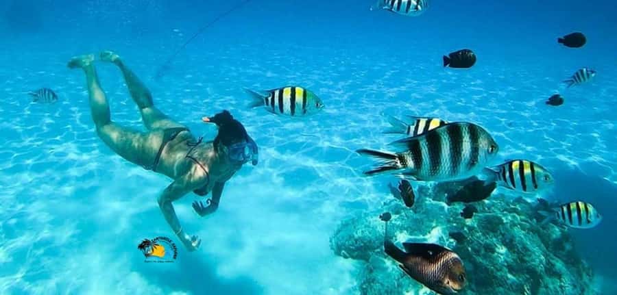 Nungwi: Mnemba Atoll Dolphins Tour with Snacks | Half-day - Is $57 a fair price?