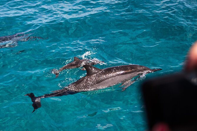 Oahu Dolphin and Snorkel Tour with Waikiki Pickup & Lunch - Snorkeling with turtles and reef fish