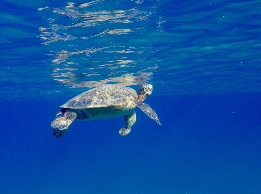 Oahu: Dolphin Swim and Turtle Snorkel Excursion in Waianae - Who should book this cruise