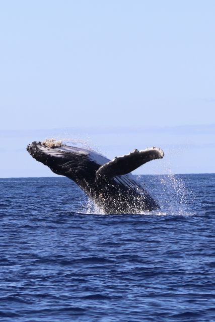 Oahu: Dolphin Swim and Turtle Snorkel Excursion in Waianae - Why Waianae is worth the long ride