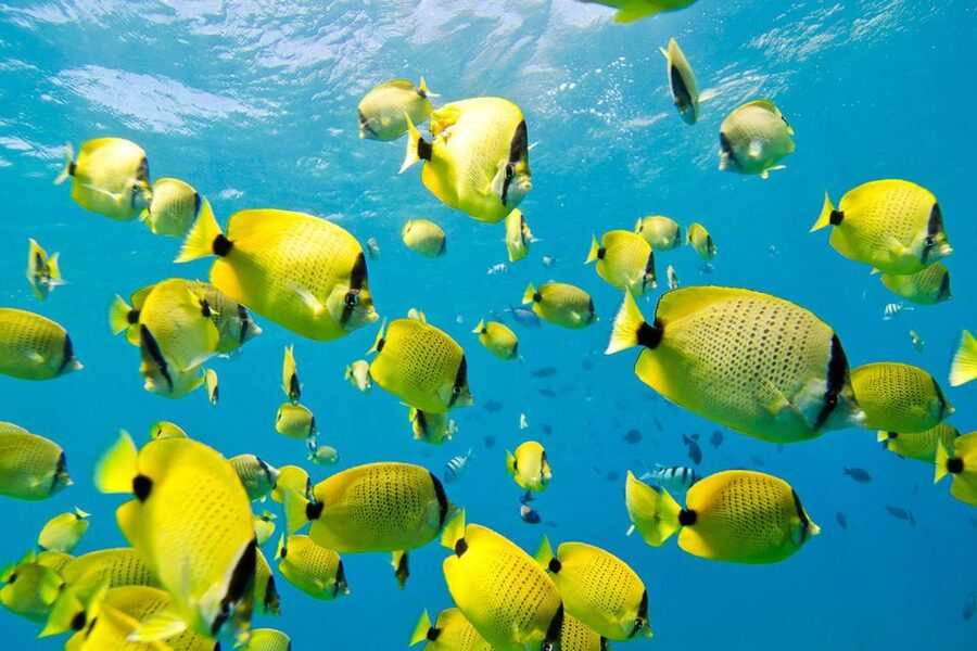 Oahu: Dolphin Swim and Turtle Snorkel Excursion in Waianae - Lunch, drinks, and the small comforts