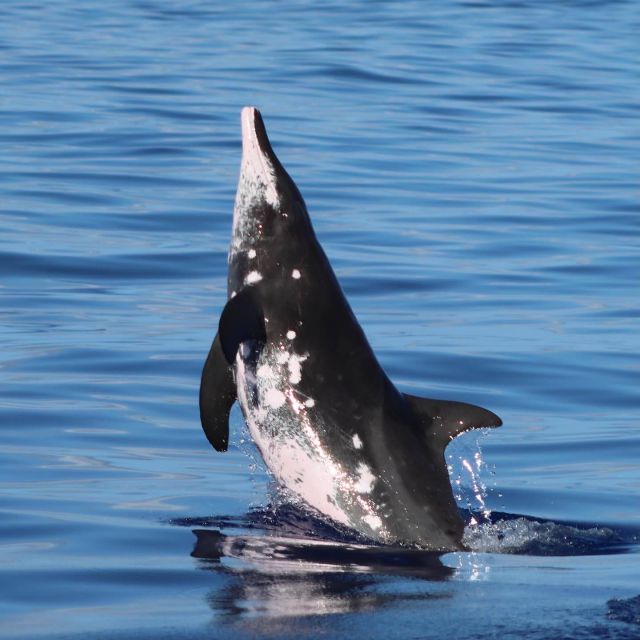 Oahu: Dolphin Swim and Turtle Snorkel Excursion in Waianae - Timing: three hours on the water, much longer door to door
