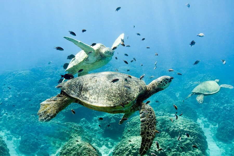 Oahu: Dolphin Swim and Turtle Snorkel Excursion in Waianae - What the crew does particularly well