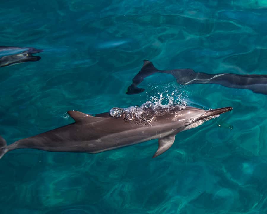 Oahu: Dolphin Watching & Turtle Snorkeling with Waterslide - Key points to know before booking
