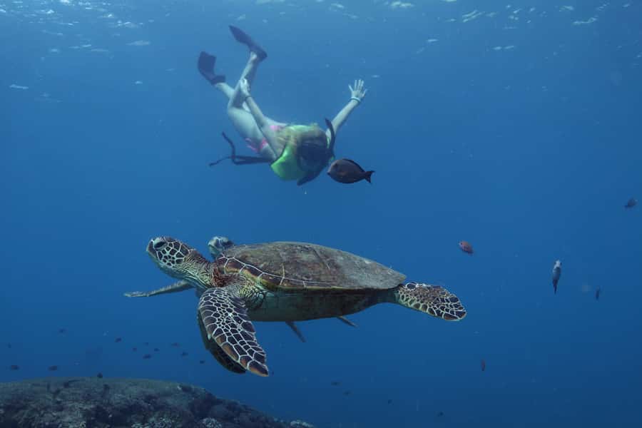 Oahu: Dolphin Watching & Turtle Snorkeling with Waterslide - Snorkeling with honu and tropical fish