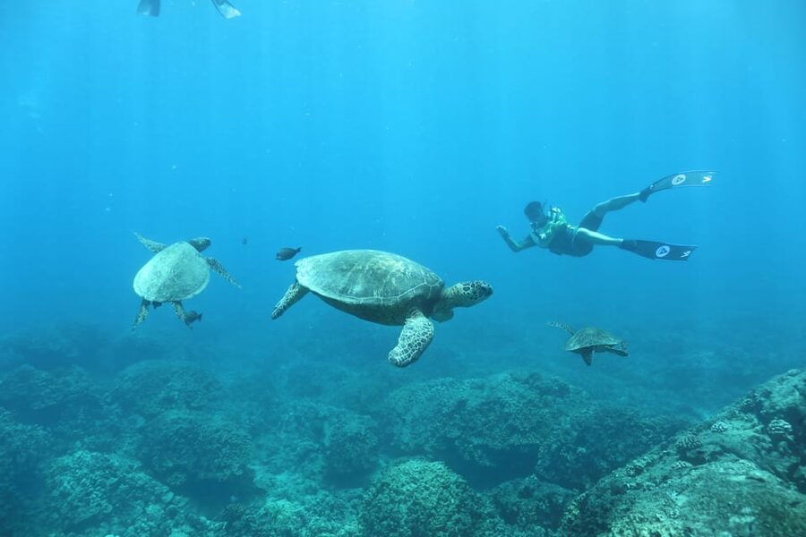 Oahu: Dolphin Watching & Turtle Snorkeling with Waterslide - Lunch, hula, and time to relax