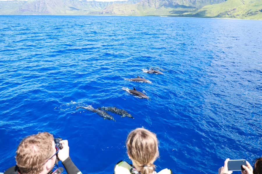 Oahu: Dolphin Watching & Turtle Snorkeling with Waterslide - What the $190 price includes