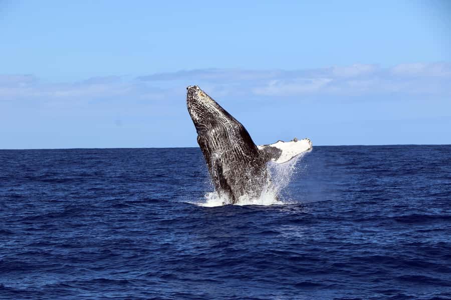 Oahu: Snorkeling & Dolphin Watch Cruise w/ Luau Style Buffet - Seasickness, packing, and practical preparation