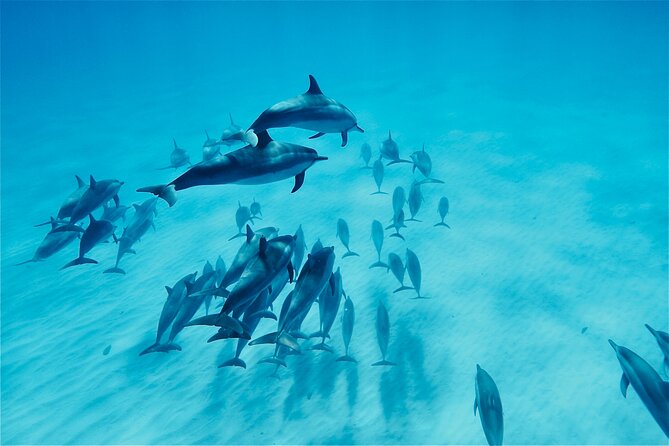 Oahu: Swim with Dolphins on the West Coast - Key points before you book