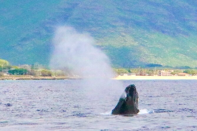 Oahu: Swim with Dolphins on the West Coast - What the crew adds to the day