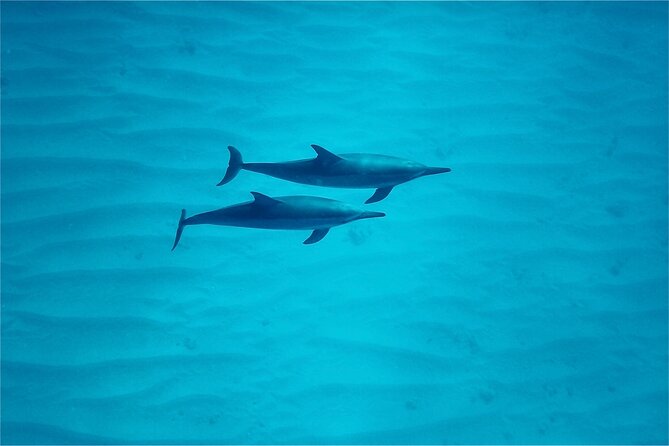 Oahu: Swim with Dolphins on the West Coast - Lunch, drinks, and what to pack