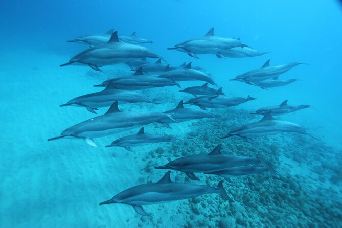 Oahu: Swim with Dolphins on the West Coast - Is $187.43 a fair price?
