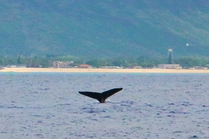 Oahu: Swim with Dolphins on the West Coast - Who will enjoy this catamaran trip most