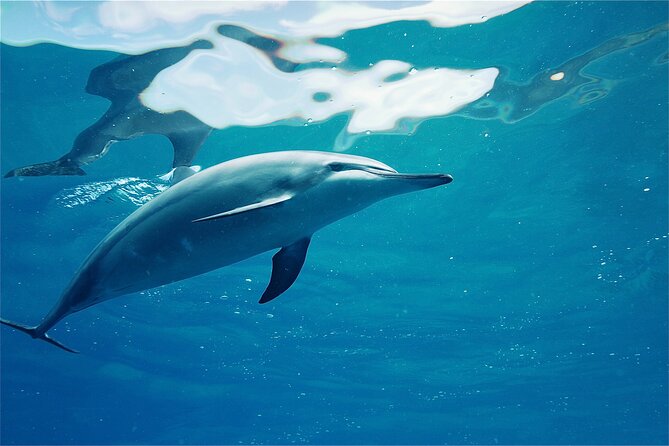Oahu: Swim with Dolphins on the West Coast - How the dolphin swim really works