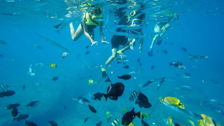 Oahu: Wild Dolphins Swim Turtle Snorkel Tour & Waterslide - FAQ