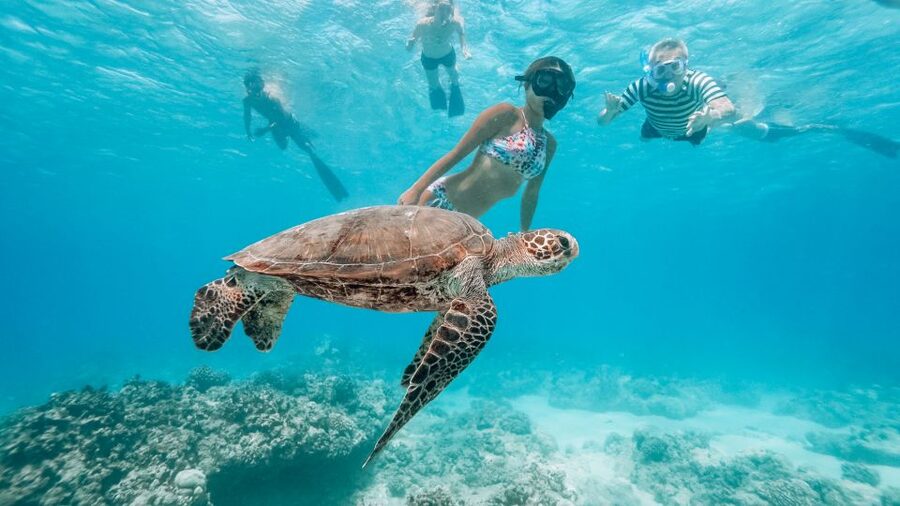 Oahu: Wild Dolphins Swim Turtle Snorkel Tour & Waterslide - Makaha brings turtles, reef fish, and plenty to do