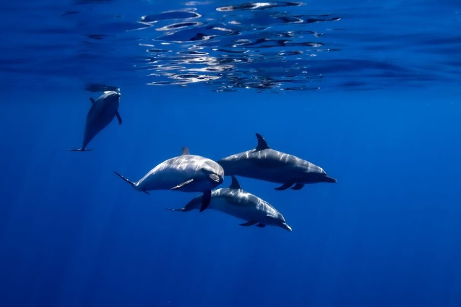 Oahu: Wild Dolphins Swim Turtle Snorkel Tour & Waterslide - Who will enjoy this morning on the water