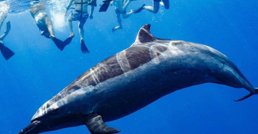 Oahu: Wild Dolphins Swim Turtle Snorkel Tour & Waterslide - The dolphin search is exciting, but not guaranteed