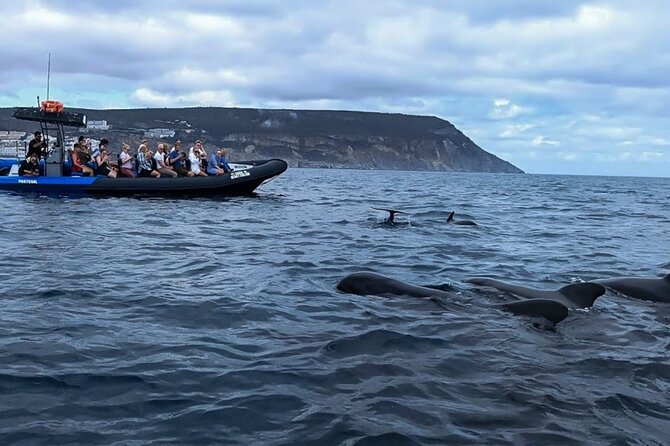 Observation of Dolphins and Whales with Marine Biologist in Arrábida - Why this dolphin trip feels different