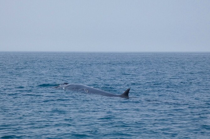 Observation of Dolphins and Whales with Marine Biologist in Arrábida - Whale sightings, shark fins, and other surprises