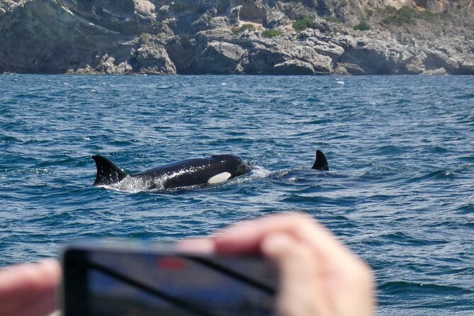 Observation of Dolphins and Whales with Marine Biologist in Arrábida - Caves, cliffs, coves, and clear-water beaches