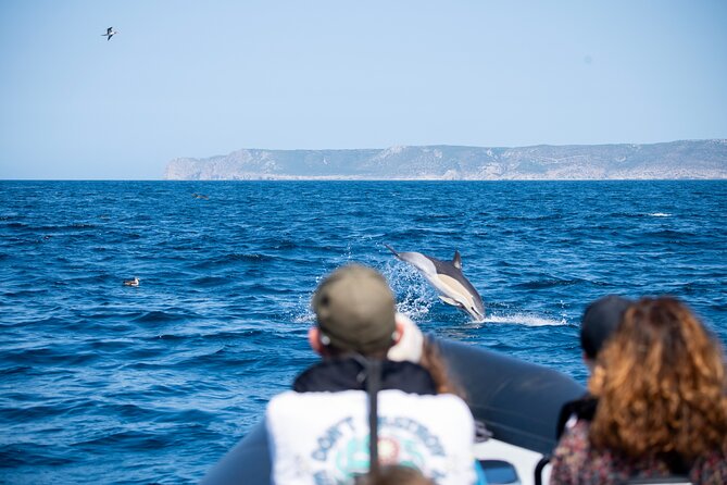 Observation of Dolphins and Whales with Marine Biologist in Arrábida - What the marine biologist adds