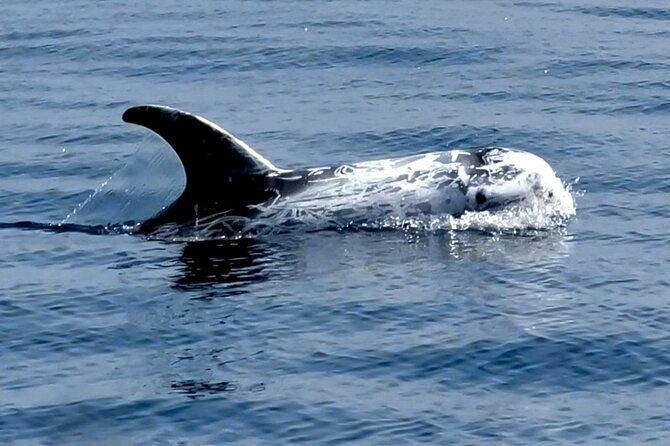 Observation of Dolphins and Whales with Marine Biologist in Arrábida - Is $66.54 a fair price?