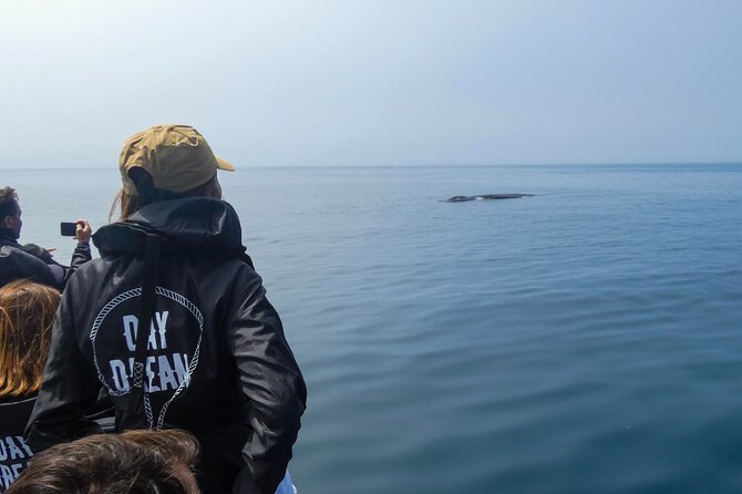 Observation of Dolphins and Whales with Marine Biologist in Arrábida - Meeting in Sesimbra at 9:45 a.m.