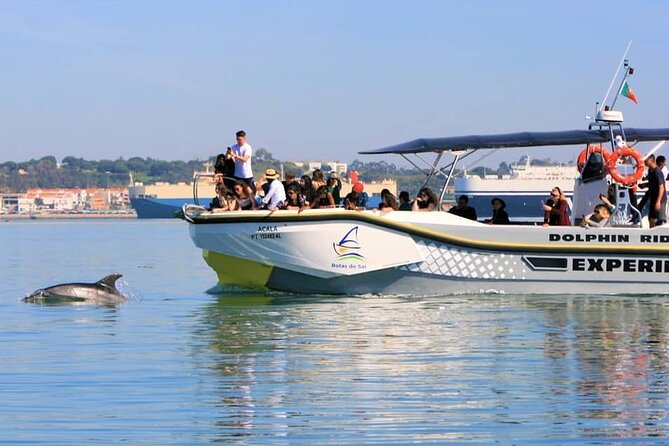 Observation of Dolphins in Setúbal - What the Setúbal dolphin trip is really like