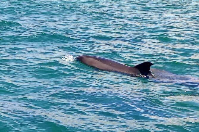Observation of Dolphins in Setúbal - Respect for the animals makes a difference