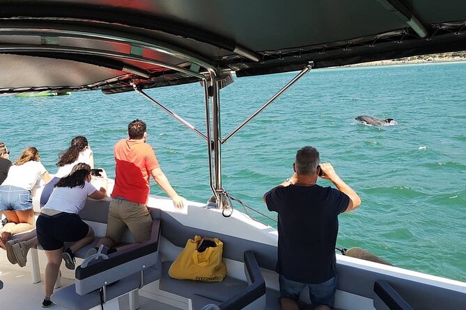 Observation of Dolphins in Setúbal - The search for dolphins