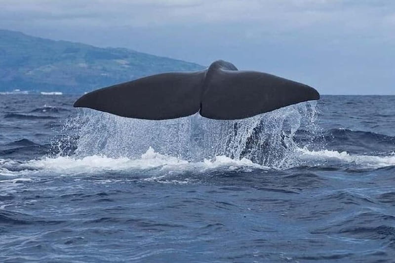 Observation of whales and dolphins in island Pico - Key points before you book
